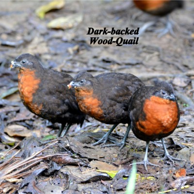 Dark-backed Wood-Quail